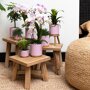 Roze orchidee en hartjesplant in sierpotten